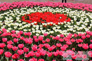 鎮(zhèn)平首屆精品花卉博覽會(huì)3月30日盛大啟幕，芝櫻爛漫，花果飄香