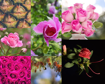 花影果香 玫瑰與水果的攝影美學